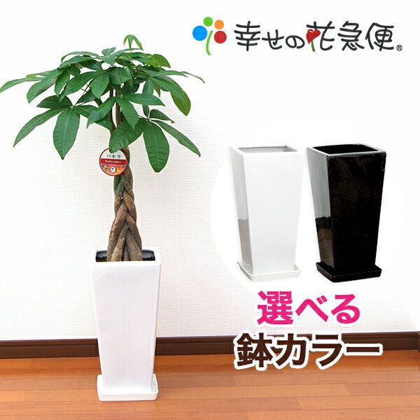 観葉植物 パキラ7号角高陶器鉢| 白 黒 高さ約80～90cm【人気 おすすめ 大型 法人 贈り物 開店祝い 開業祝い 新築祝い 引越し祝い インテリア シンプル モダン 高級 おしゃれな植木鉢 送料無料 …