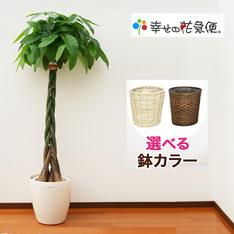 観葉植物 パキラ10号プラスチック鉢(鉢カバー付き) 高さ約