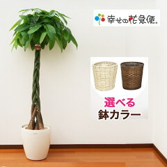 https://thumbnail.image.rakuten.co.jp/@0_mall/hanakyubin/cabinet/shohin/02026266/10pakira.jpg