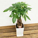観葉植物 パキラ6号鉢 高さ約60~70cm【人気 おすすめ 小型 法人 贈り物 開店祝い 開業祝い 新築祝い 引越し祝い インテリア シンプル モダン 高級 おしゃれな植木鉢 送料無料 オフィス 店舗 事務所 】