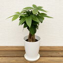 観葉植物 パキラ5号鉢 高さ約30~50cm【人気 おすすめ 小型 法人 贈り物 開店祝い 開業祝い 新築祝い 引越し祝い インテリア シンプル モダン 高級 おしゃれな植木鉢 送料無料 オフィス 店舗 事務所 】