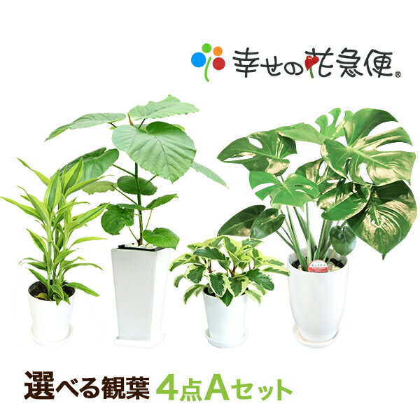 選べる観葉植物4点aセット 幸福の木 モンステラ サンスベリア ウンベラータ 開店祝い 新築祝い 誕生日プレゼント 引越し祝い 結婚祝い インテリア モダン おしゃれな植木鉢 送料無料 Smtb Ms のレビュー クチコミとして参考になる投稿3枚 Roomclip ルーム