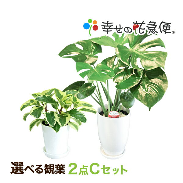 選べる観葉植物2点Cセット|【幸福の