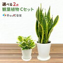 選べる観葉植物2鉢Cセット 5号1鉢+ミニ観葉1鉢 【幸福の木 モンステラ サンスベリア ウンベラータ パキラ 人気 おすすめ 小型 法人 贈り物 開店祝い 開業祝い 新築祝い 引越し祝い インテリア シンプル モダン 高級 おしゃれな植木鉢 送料無料 オフィス 店舗 事務所 】