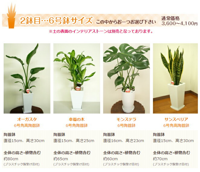 選べる観葉植物4点Aセット