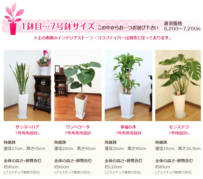 選べる観葉植物4点Aセット