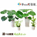 選べる観葉植物4点Aセット【幸福の