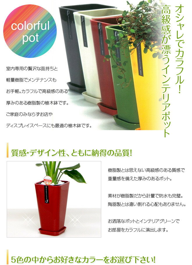 6号カラーポット おしゃれなスクエア植木鉢【用土別売】【送料無料】【smtb-ms】 3