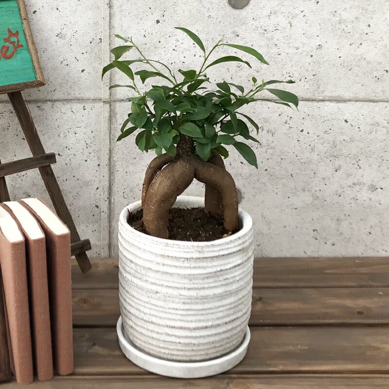 観葉植物 ガジュマル5号陶器【フィカス・ミクロカルパ ニンジン 観葉植物 開店祝い 新築祝い 敬老の日 父の日 誕生日プレゼント 引越し祝い インテリア おしゃれ 送料無料】のサムネイル
