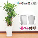 観葉植物 幸福の木8号陶器鉢(角丸) 高さ約120cmドラセナ マッサンゲアナ【大型 開店祝い 新築祝い 引越し祝い インテリア アジアン モダン おしゃれな植木鉢 送料無料】