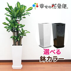 https://thumbnail.image.rakuten.co.jp/@0_mall/hanakyubin/cabinet/shohin/kofukunoki/02320677/10000196.jpg