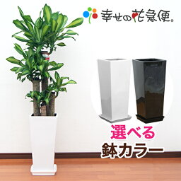 幸福の木 観葉植物 観葉植物 幸福の木8号角高陶器鉢(白黒) 高さ約130cmドラセナ・マッサンゲアナ【大型 開店祝い 新築祝い 引越し祝い インテリア アジアン モダン スクエア おしゃれな植木鉢 送料無料】