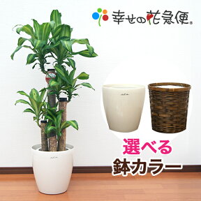 観葉植物 幸福の木8号プラスチック鉢(鉢カバー付)高さ約120cmドラセナ・マッサンゲアナ【大型 開店祝い 新築祝い 引越し祝い インテリア アジアン モダン おしゃれな植木鉢 送料無料】