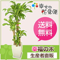 観葉植物 幸福の木 幸福の木【8号】