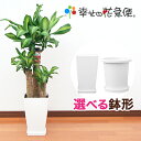 観葉植物 幸福の木7号プラスチック鉢 |高さ約90cmドラセ
