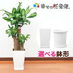 観葉植物 幸福の木7号プラスチック鉢 |高さ約90cmドラセナ・マッサンゲアナ【開店祝い 新築祝い 誕生日プレゼント 引越し祝い インテリア アジアン モダン スクエア おしゃれな植木鉢 送料無料】