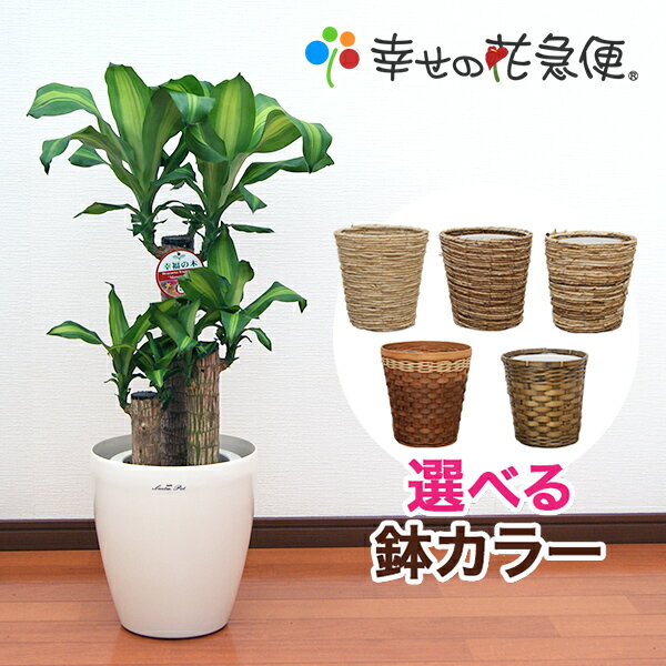 観葉植物 幸福の木7号プラスチック鉢(鉢カバー付) |高さ約90cmドラセナ・マッサンゲアナ【開店祝い 新築祝い 誕生日プレゼント 引越し..