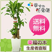 観葉植物 幸福の木 幸福の木【7号】