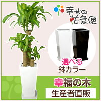 観葉植物 幸福の木 幸福の木【7号】