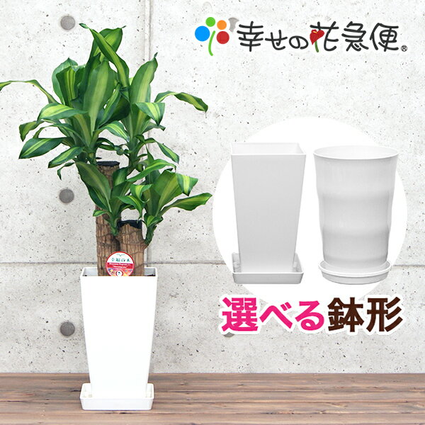 観葉植物（売れ筋ランキング） 観葉植物 幸福の木6号プラスチック鉢 高さ約65cmドラセナ・マッサンゲアナ【開店祝い 新築祝い 誕生日プレゼント 引越し祝い インテリア アジアン モダン スクエア おしゃれな植木鉢 送料無料】