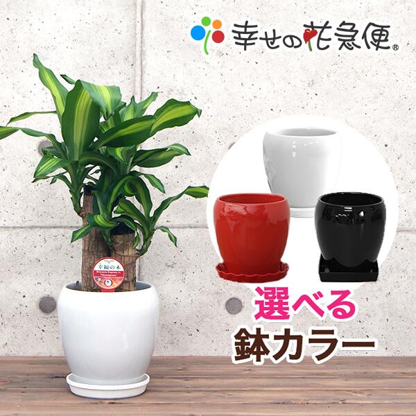観葉植物 幸福の木5号丸陶器鉢(白赤