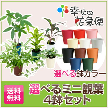 選べるミニ観葉植物　4鉢セット| 高さ約20〜40cm【開店祝い 新築祝い 誕生日プレゼント 引越し祝い 結婚祝い インテリア モダン おしゃれな植木鉢 送料無料】【smtb-ms】