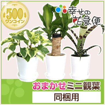 ミニ観葉植物【同梱用】1鉢500円※鉢・土のみとの同梱不可