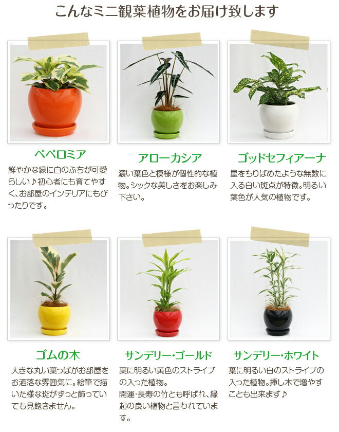 観葉植物 テーブルや棚に 小さくておしゃれなミニ観葉植物のおすすめランキング わたしと 暮らし