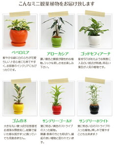 観葉植物 テーブルや棚に 小さくておしゃれなミニ観葉植物のおすすめランキング わたしと 暮らし 観葉植物 テーブルや棚に 小さくておしゃれなミニ観葉植物のおすすめランキング わたしと 暮らし