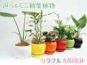 選べるミニ観葉植物4号カラフル丸陶器鉢 1鉢2,980円【ココファイバー付】