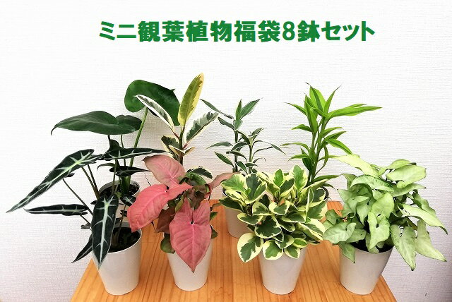 ミニ観葉植物 福袋 8鉢セット|高さ