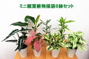 ミニ観葉植物 福袋 8鉢セット|高さ約20〜40cmドラセナ/モンステラ/アローカシア/シンゴニューム/テーブルヤシ/オーガスタ/ペペロミア