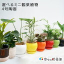 選べるミニ観葉植物4号陶器【ココファイバー付】