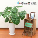 観葉植物 モンステラ7号陶器鉢ロング|高さ約80cm【人気 おすすめ 大型 法人 贈り物 開店祝い 開業祝い 新築祝い 引越し祝い インテリア..