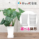 観葉植物 モンステラ6号プラスチック鉢|(白) 高さ約60cm【人気 おすすめ 大型 法人 贈り物 開店祝い 開業祝い 新築祝…