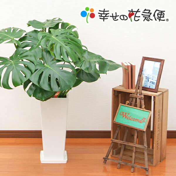 観葉植物 モンステラ7号角高陶器鉢(白) |高さ約85cm【人気 おすすめ 大型 法人 贈り物 開店祝い 開業祝い 新築祝い 引越し祝い インテリア シンプル モダン 高級 おしゃれな植木鉢 送料無料 オフィス 店舗 事務所 】