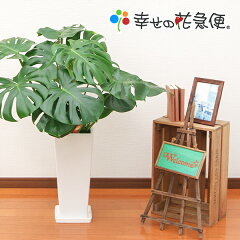 https://thumbnail.image.rakuten.co.jp/@0_mall/hanakyubin/cabinet/shohin/monstera/10000222.jpg