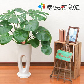 観葉植物 モンステラ7号穴高陶器鉢(白) 高さ約90cm【人気 おすすめ 大型 法人 贈り物 開店祝い 開業祝い 新築祝い 引越し祝い インテリア シンプル モダン 高級 おしゃれな植木鉢 送料無料 オフィス 店舗 事務所 】