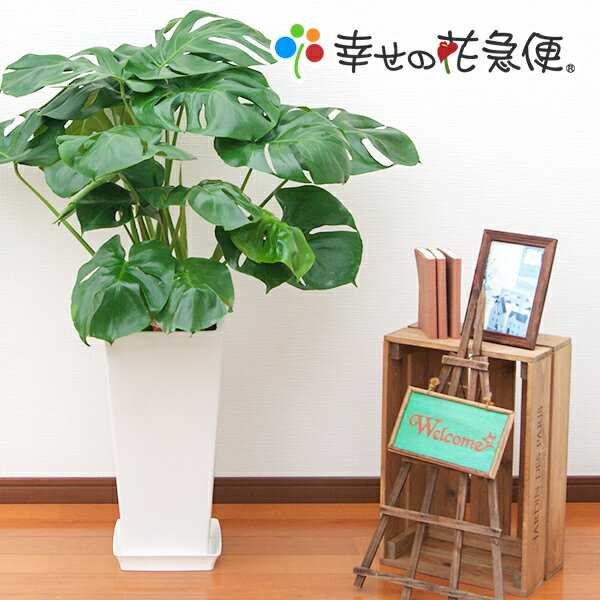 観葉植物（売れ筋ランキング） 観葉植物 モンステラ デリシオーサ 8号 角高陶器鉢 白 高さ約90～100cm【人気 おすすめ 大型 法人 贈り物 開店祝い 開業祝い 新築祝い 引越し祝い インテリア シンプル モダン 高級 おしゃれな植木鉢 送料無料 オフィス 店舗 事務所 】