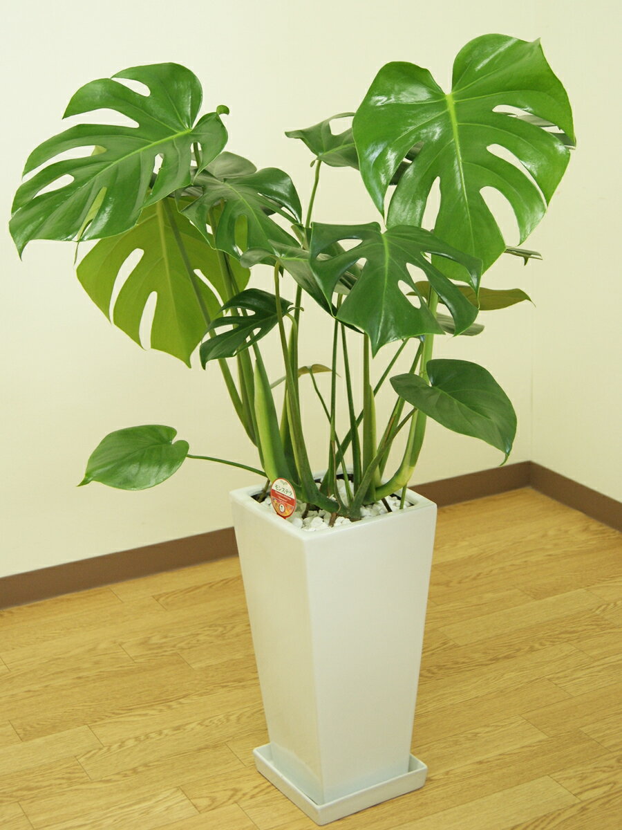 風水に良い運気を上げる観葉植物おすすめ15選 場所や置く方角含めてご紹介 暮らし の