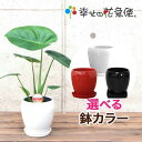 観葉植物 モンステラ5号陶器鉢|(白赤黒) 高さ約50cm【人気 おすすめ 大型 法人 贈り物 開店祝い 開業祝い 新築祝い 引越し祝い インテリア シンプル モダン 高級 おしゃれな植木鉢 送料無料 オフィス 店舗 事務所 】