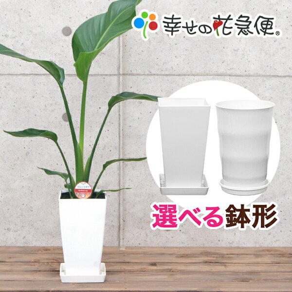 観葉植物 ストレリチア・オーガスタ6号プラスチック鉢高さ約65cm