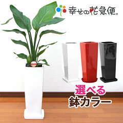 https://thumbnail.image.rakuten.co.jp/@0_mall/hanakyubin/cabinet/shohin/ogasuta/7/10000081.jpg