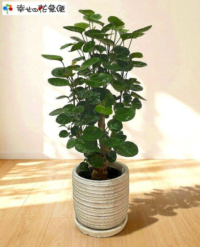 楽天市場】ポリシャス（花・観葉植物｜花・ガーデン・DIY）の通販