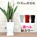 観葉植物 サンスベリア 5号鉢 高さ約50～65cm【サンセ