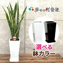 観葉植物 サンスベリア6号鉢 高さ約70cm