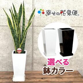 観葉植物 サンスベリア6号鉢 高さ約70cm【サンセベリア トラノオ 人気 卓上 法人 開店祝い 開業祝い 新築祝い 引越し祝い インテリア シンプル モダン おしゃれな植木鉢 送料無料 オフィス 店舗 事務所 】