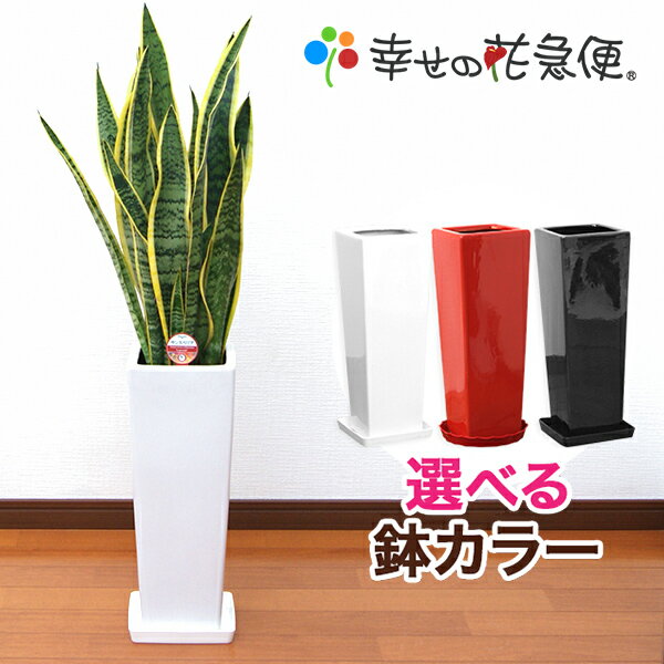 観葉植物（売れ筋ランキング） 観葉植物 サンスベリア 7号鉢 高さ約70～90cm【サンセベリア トラノオ 人気 大型 法人 開店祝い 開業祝い 新築祝い 引越し祝い インテリア シンプル モダン おしゃれな植木鉢 送料無料 オフィス 店舗 事務所 】