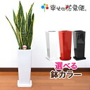 観葉植物 サンスベリア7号角陶器鉢L(白赤黒)高さ約95cm【サンセベリア トラノオ 開店祝い 新築祝い 誕生日プレゼント 引越し祝い インテリア アジアン モダン スクエア おしゃれな植木鉢 送料無料】【smtb-ms】