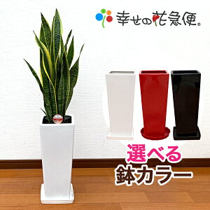 観葉植物 サンスベリア7号角陶器鉢スリム(白赤黒)高さ約90cm【サンセベリア トラノオ 開店祝い 新築祝い 誕生日プレゼント 引越し祝い インテリア アジアン モダン スクエア おしゃれな植木鉢 送料無料】